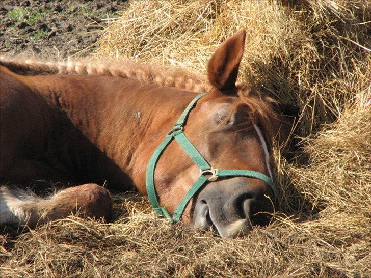 UNIK - Slesviger! billede 17