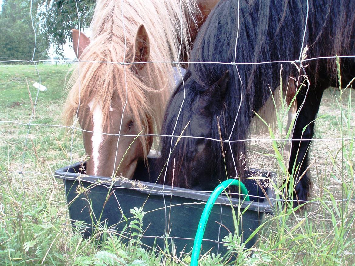 UNIK - Slesviger! - Som brødre vi deler......... Max er på besøg.  billede 18
