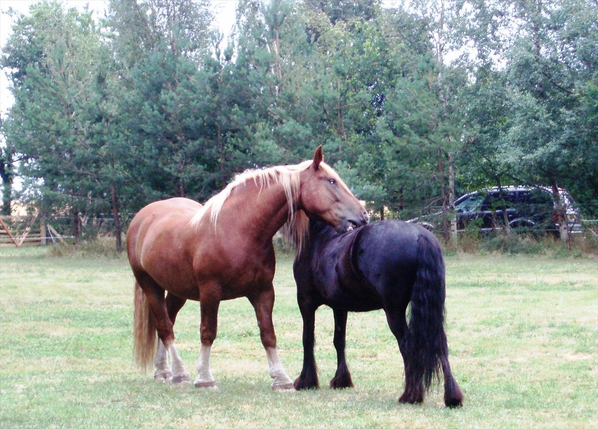 UNIK - Slesviger! - Total råhygge mellem de to skønheder.

UNIK har besøg af Fellponyen Max. billede 19