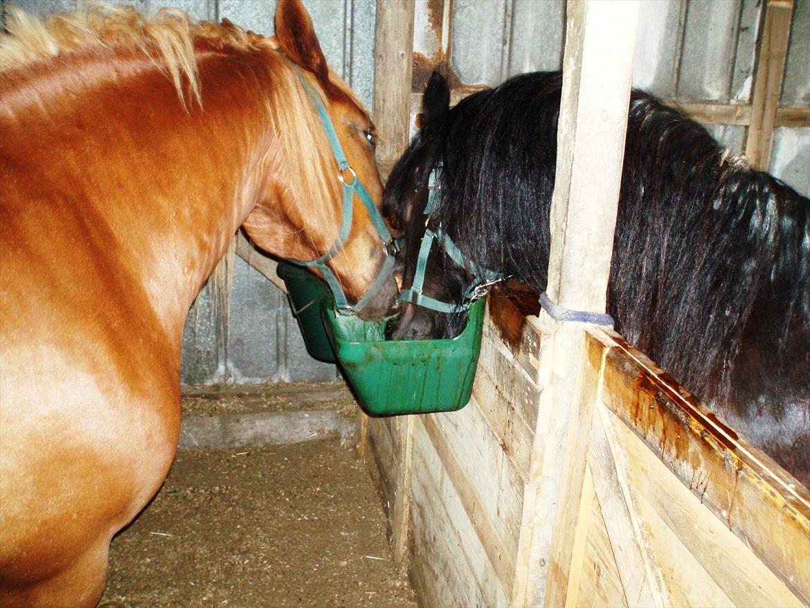 UNIK - Slesviger! - Som brødre vi deler........ alt! billede 20