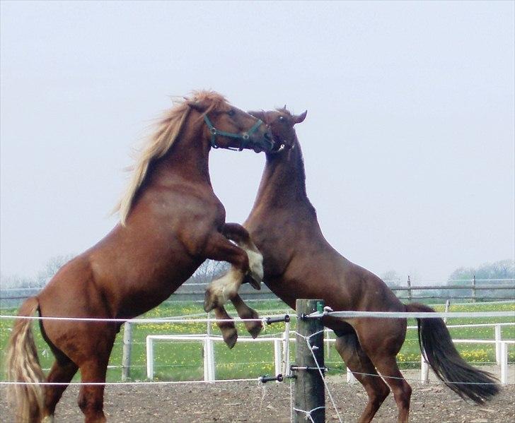 UNIK - Slesviger! - UNIK leger med sin bedste ven på Grønnegård....... Tabasko! billede 21