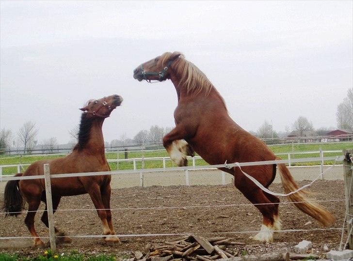 UNIK - Slesviger! - Godt det kun er leg..........  billede 23