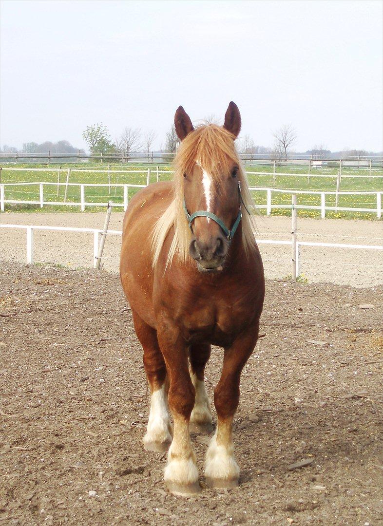 UNIK - Slesviger! billede 24