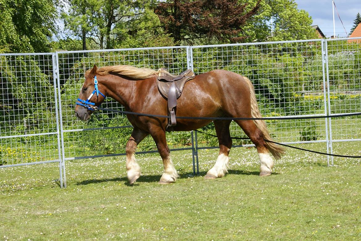 UNIK - Slesviger! billede 26