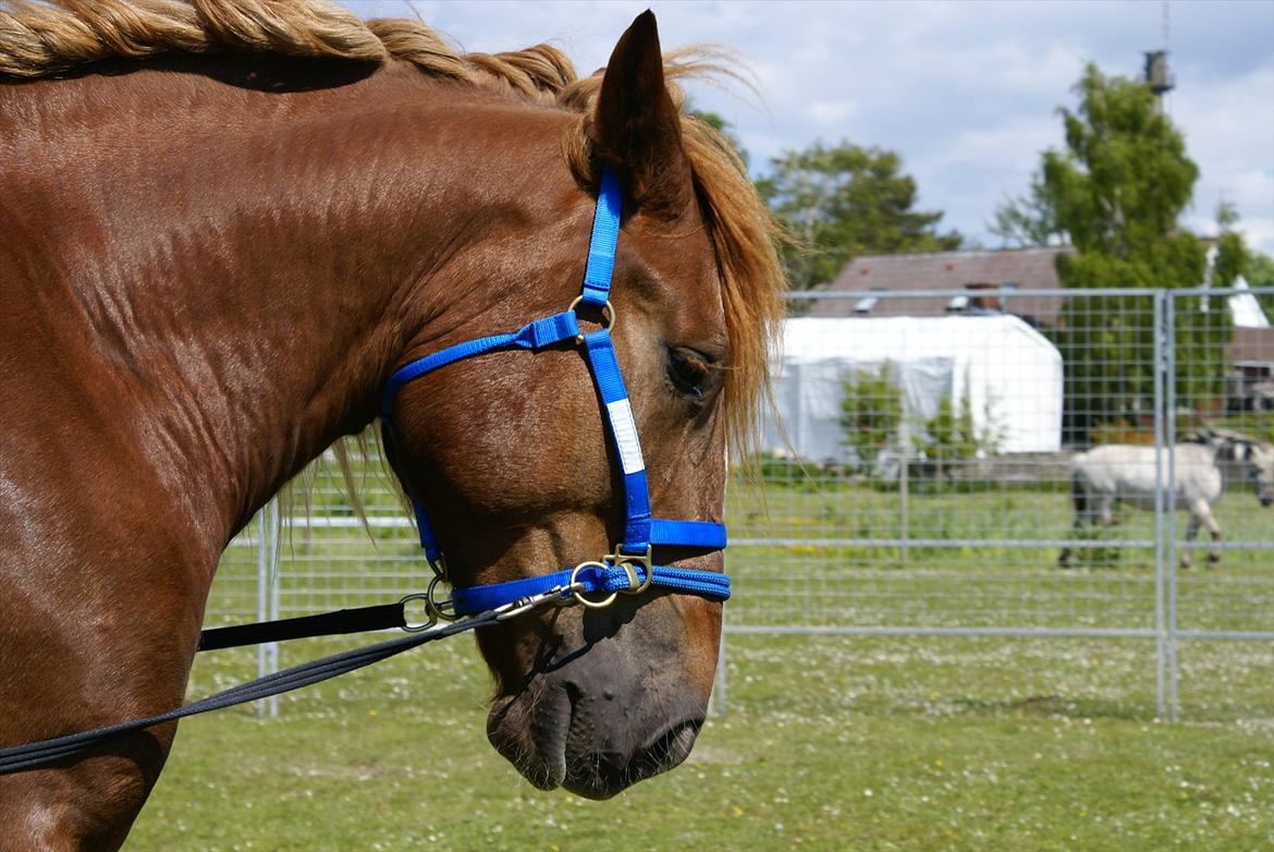 UNIK - Slesviger! billede 27