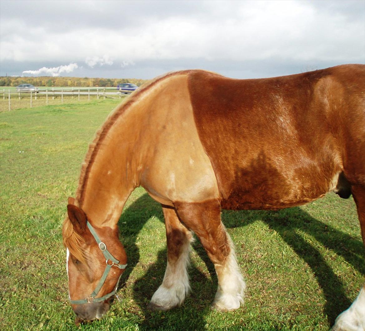 UNIK - Slesviger! - Nyklippet...........  billede 28