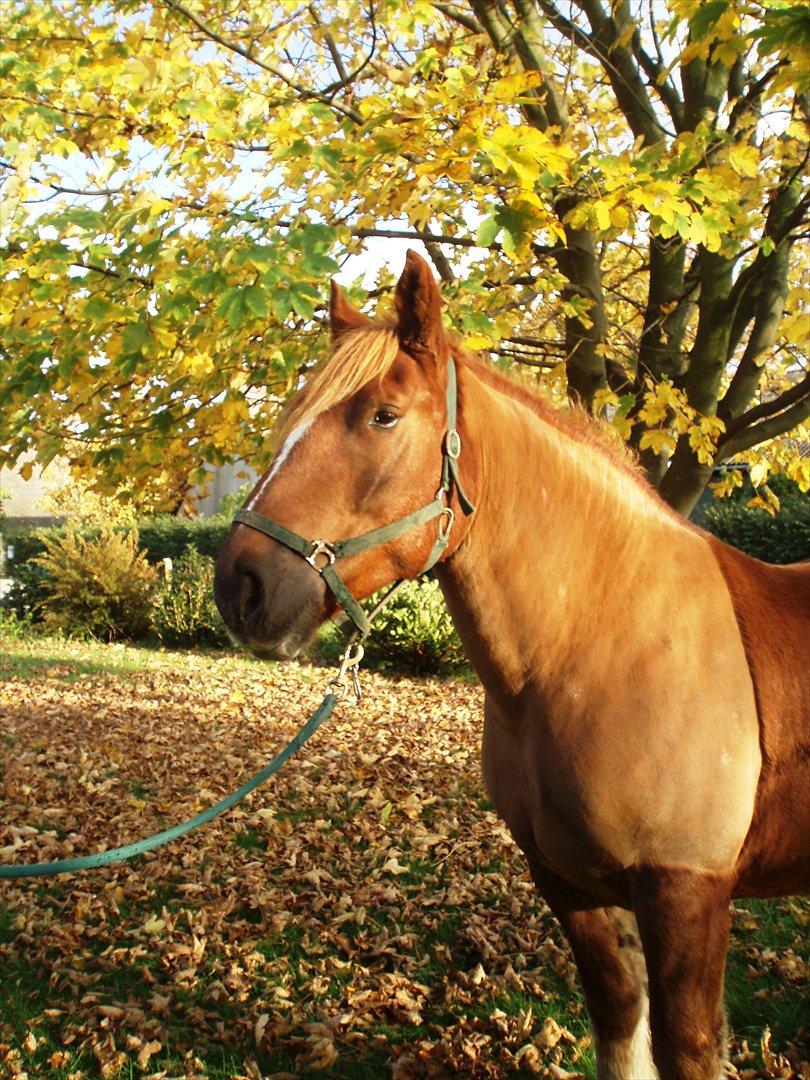 UNIK - Slesviger! - Efterårslækker billede 29