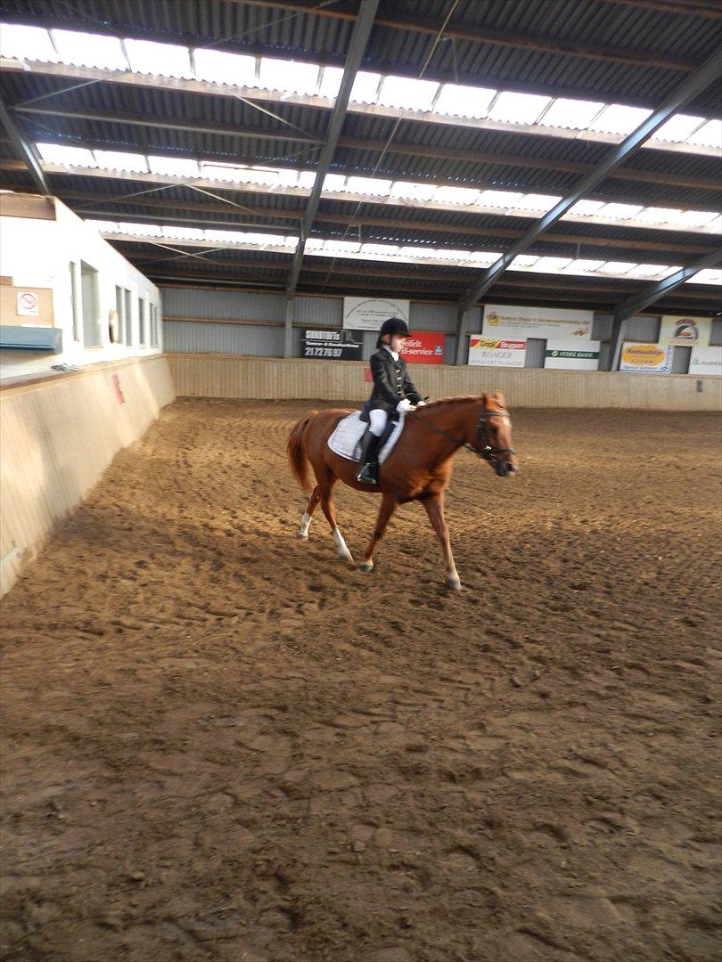 Stævne i Roager Rideklub d. 24/9 2011 billede 9