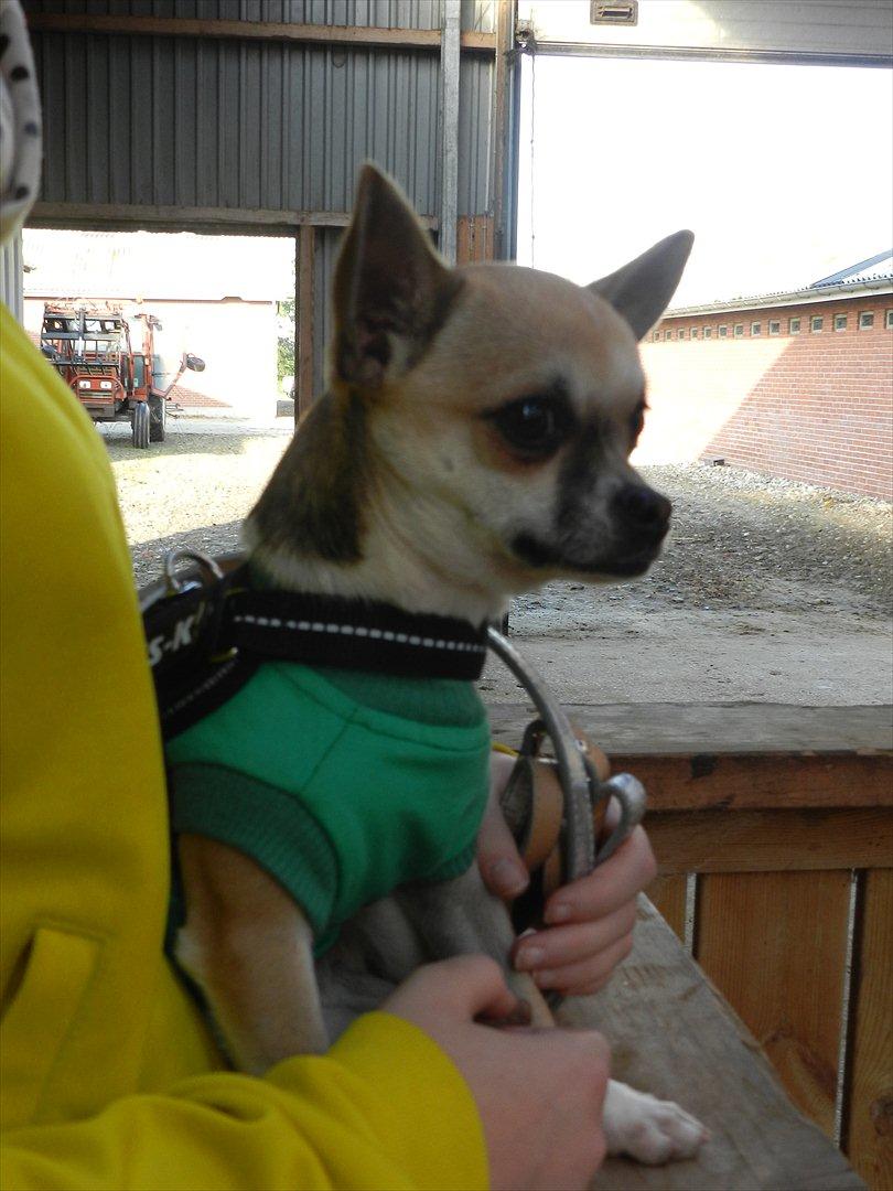 Stævne i Roager Rideklub d. 24/9 2011 billede 10