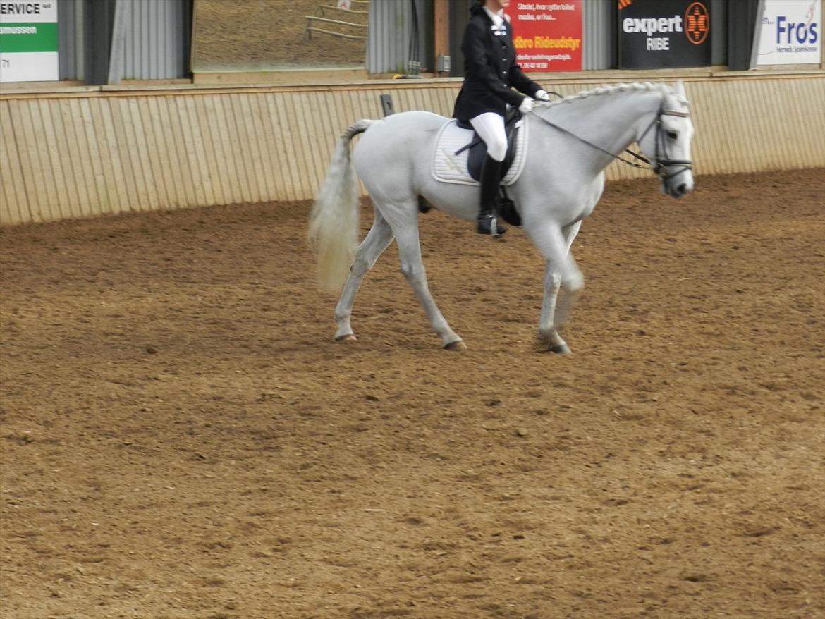 Stævne i Roager Rideklub d. 24/9 2011 billede 60