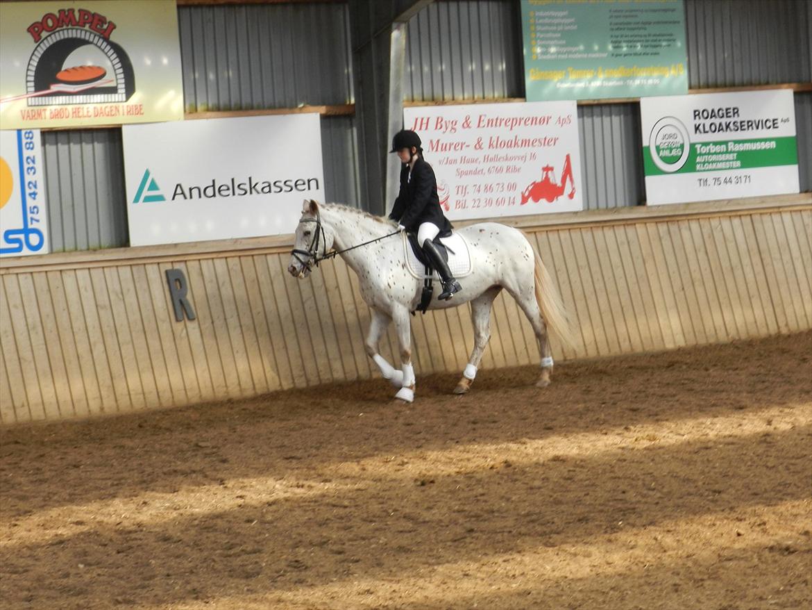 Stævne i Roager Rideklub d. 24/9 2011 billede 65