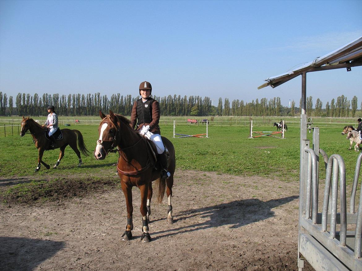 Giraffus på Stevnsbogård billede 1