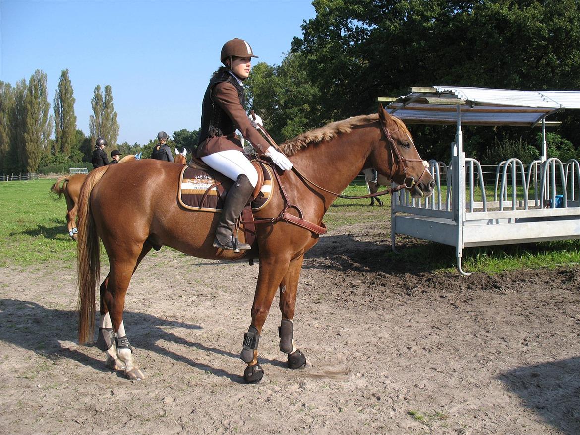 Giraffus på Stevnsbogård billede 2