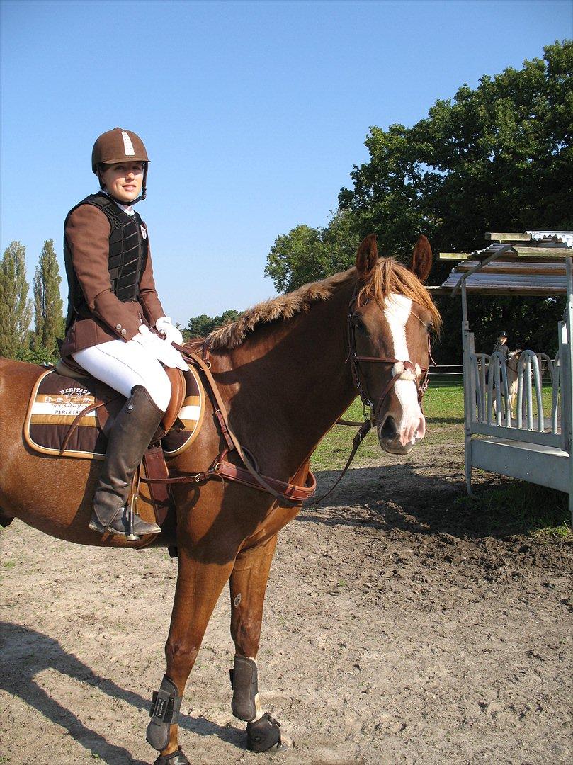 Giraffus på Stevnsbogård billede 3