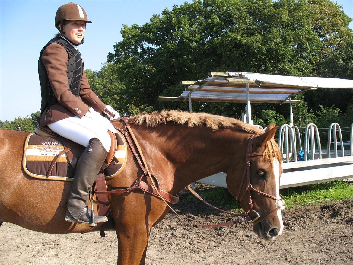 Giraffus på Stevnsbogård billede 4