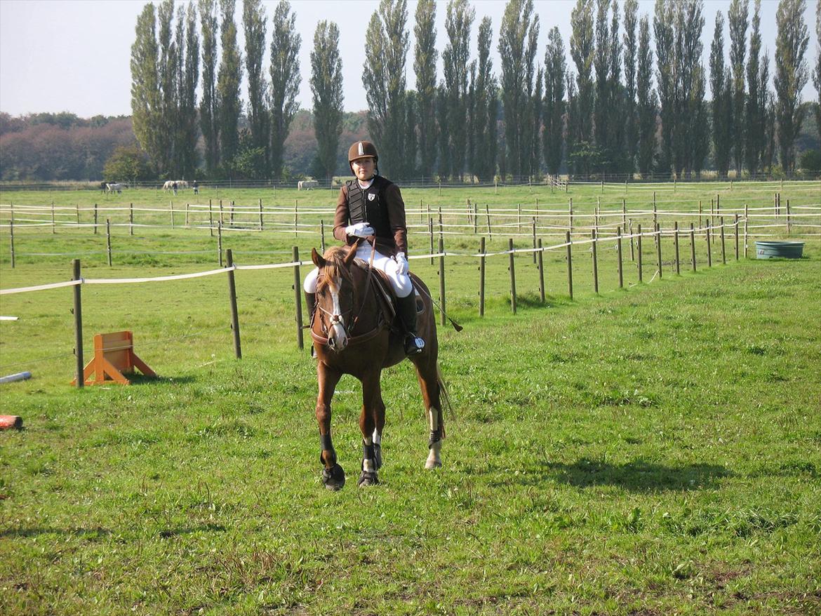 Giraffus på Stevnsbogård billede 6