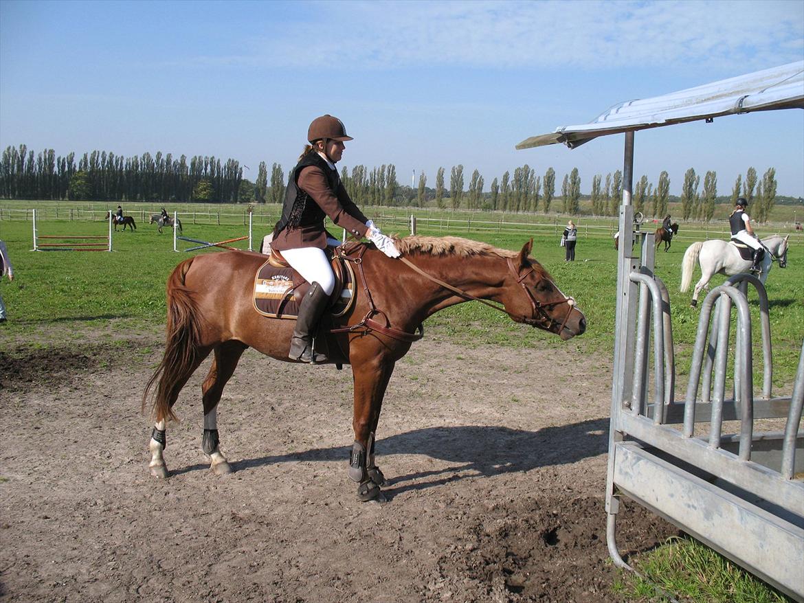 Giraffus på Stevnsbogård billede 7