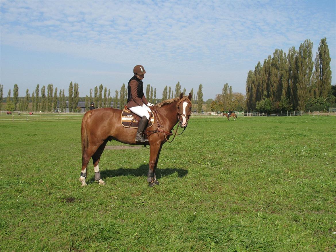 Giraffus på Stevnsbogård billede 9
