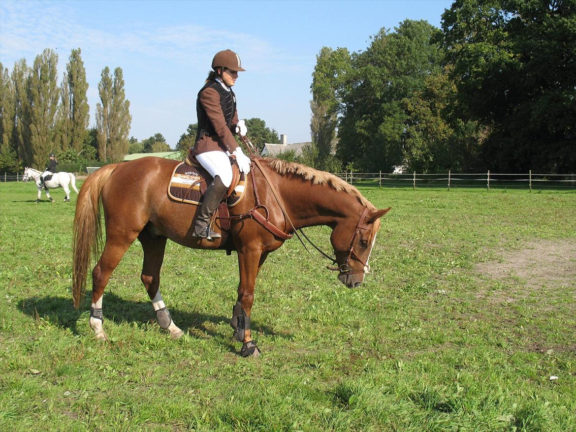 Giraffus på Stevnsbogård billede 10