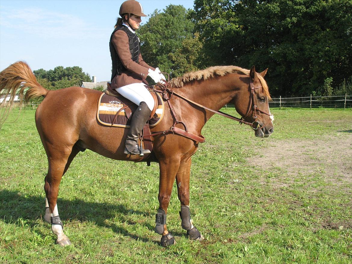 Giraffus på Stevnsbogård billede 11