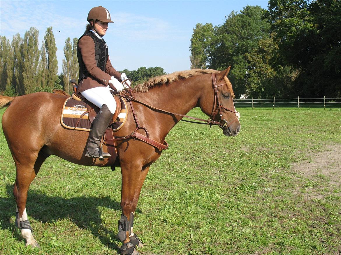 Giraffus på Stevnsbogård billede 12