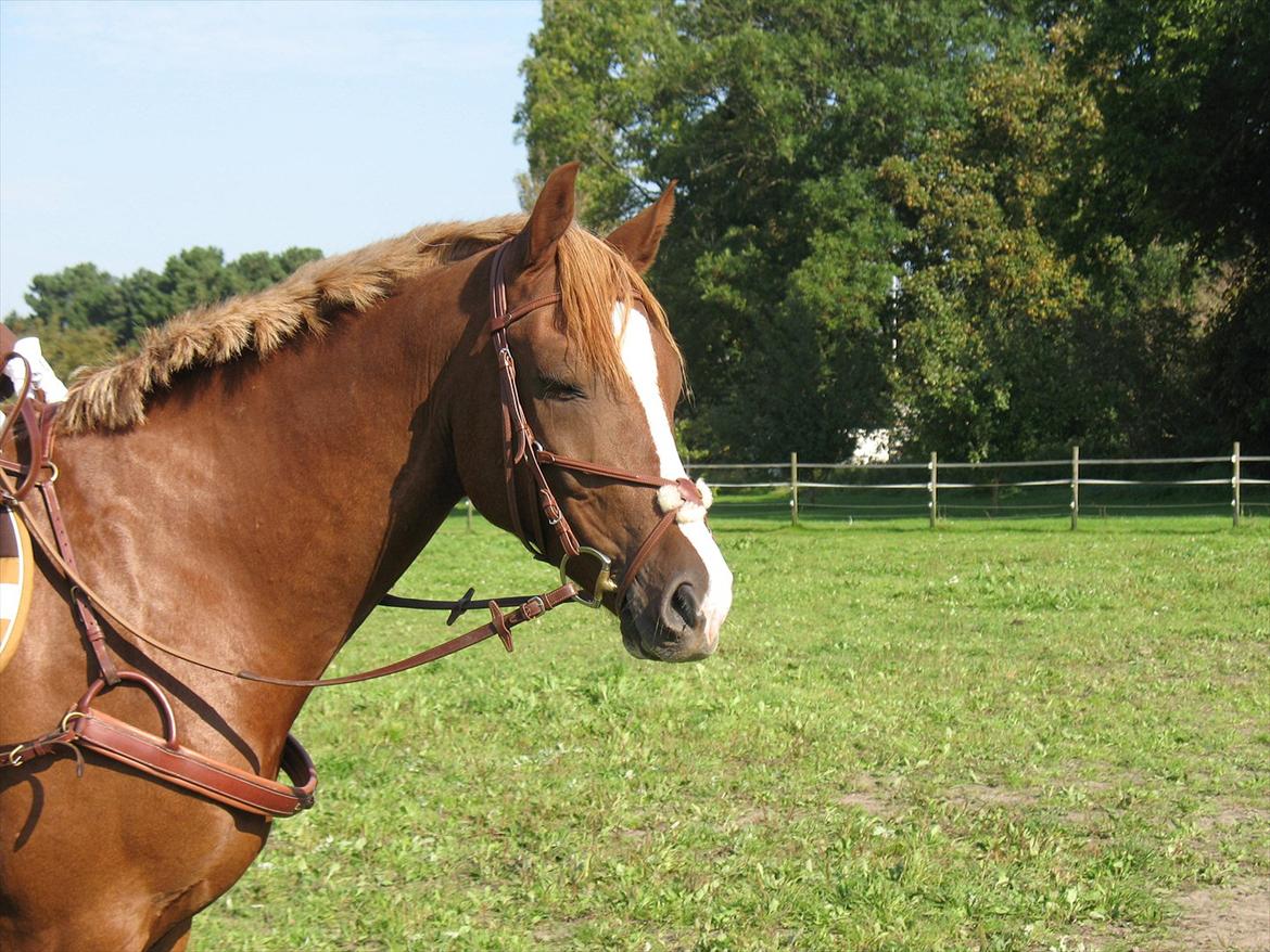 Giraffus på Stevnsbogård billede 13