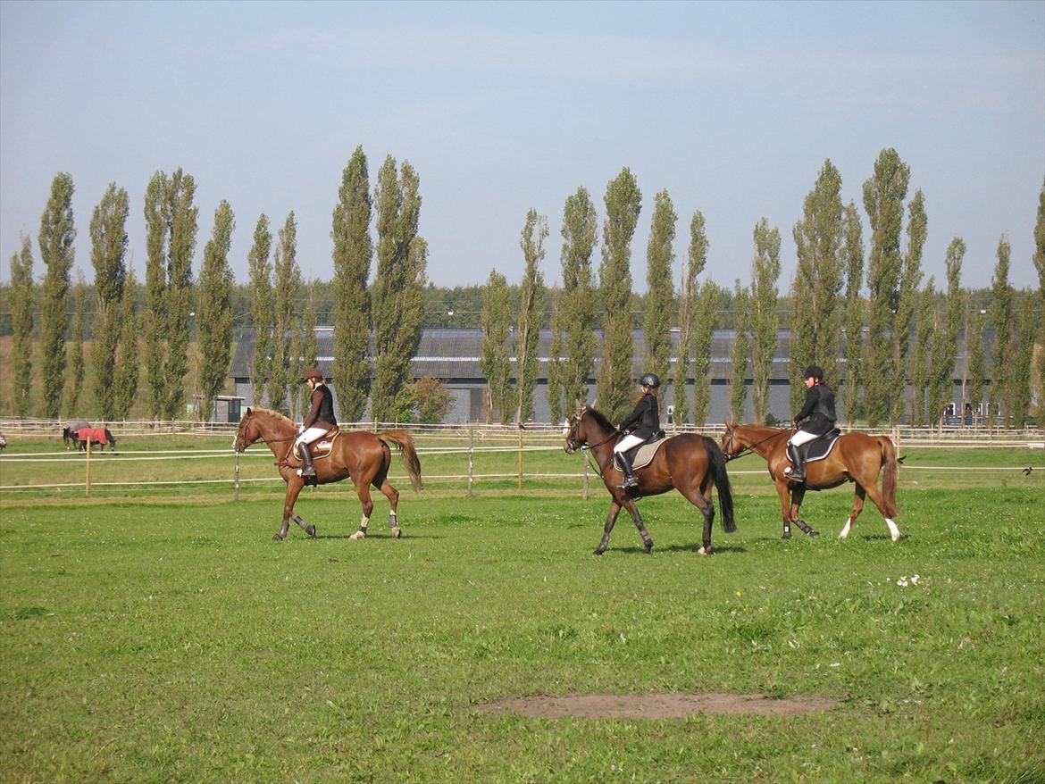 Giraffus på Stevnsbogård billede 15