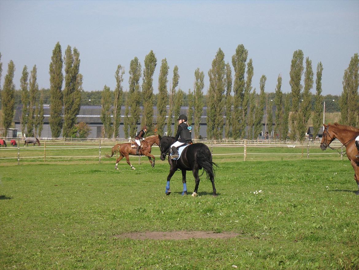 Giraffus på Stevnsbogård billede 18