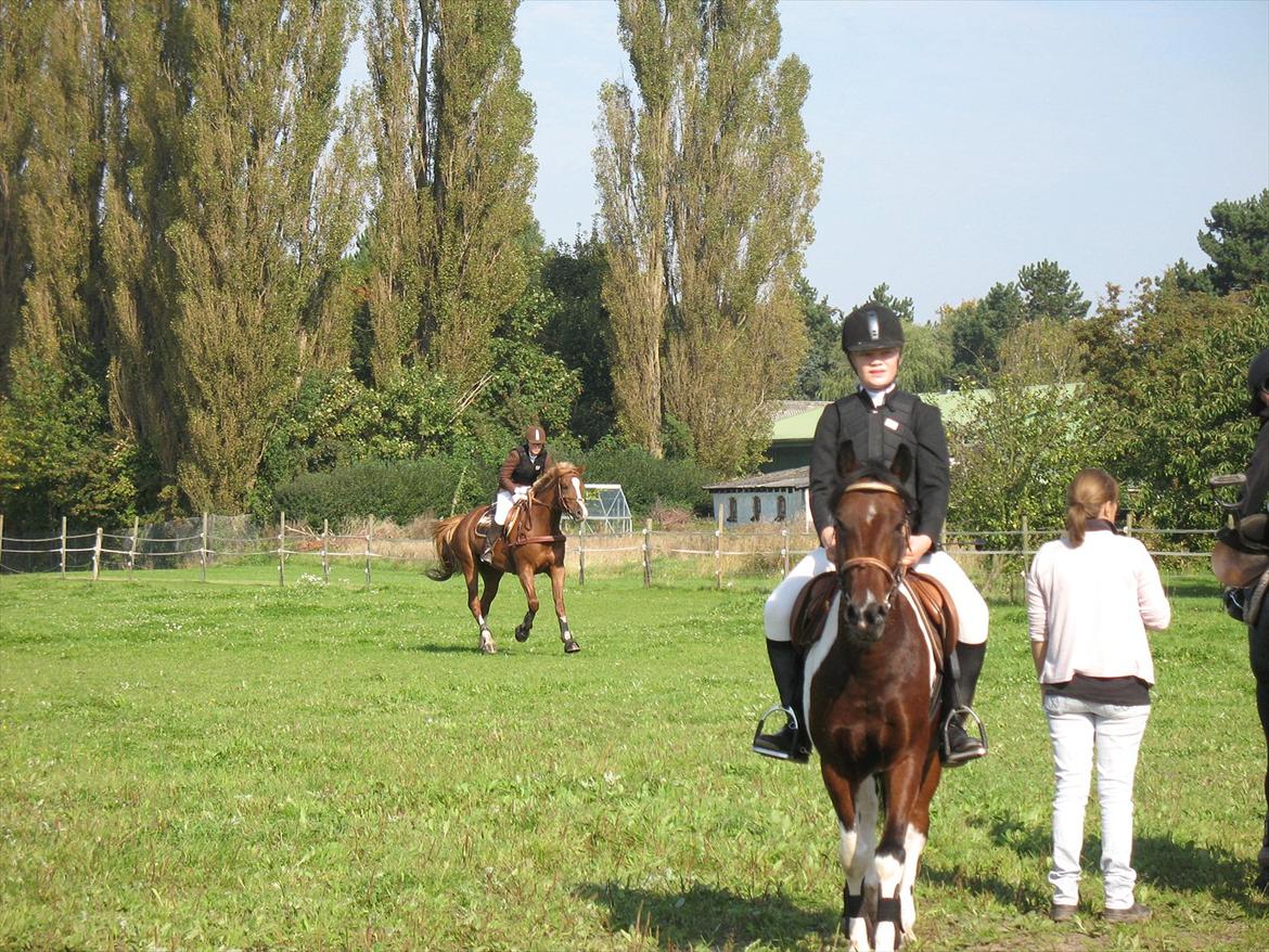 Giraffus på Stevnsbogård billede 19