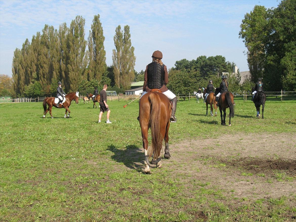 Giraffus på Stevnsbogård billede 20