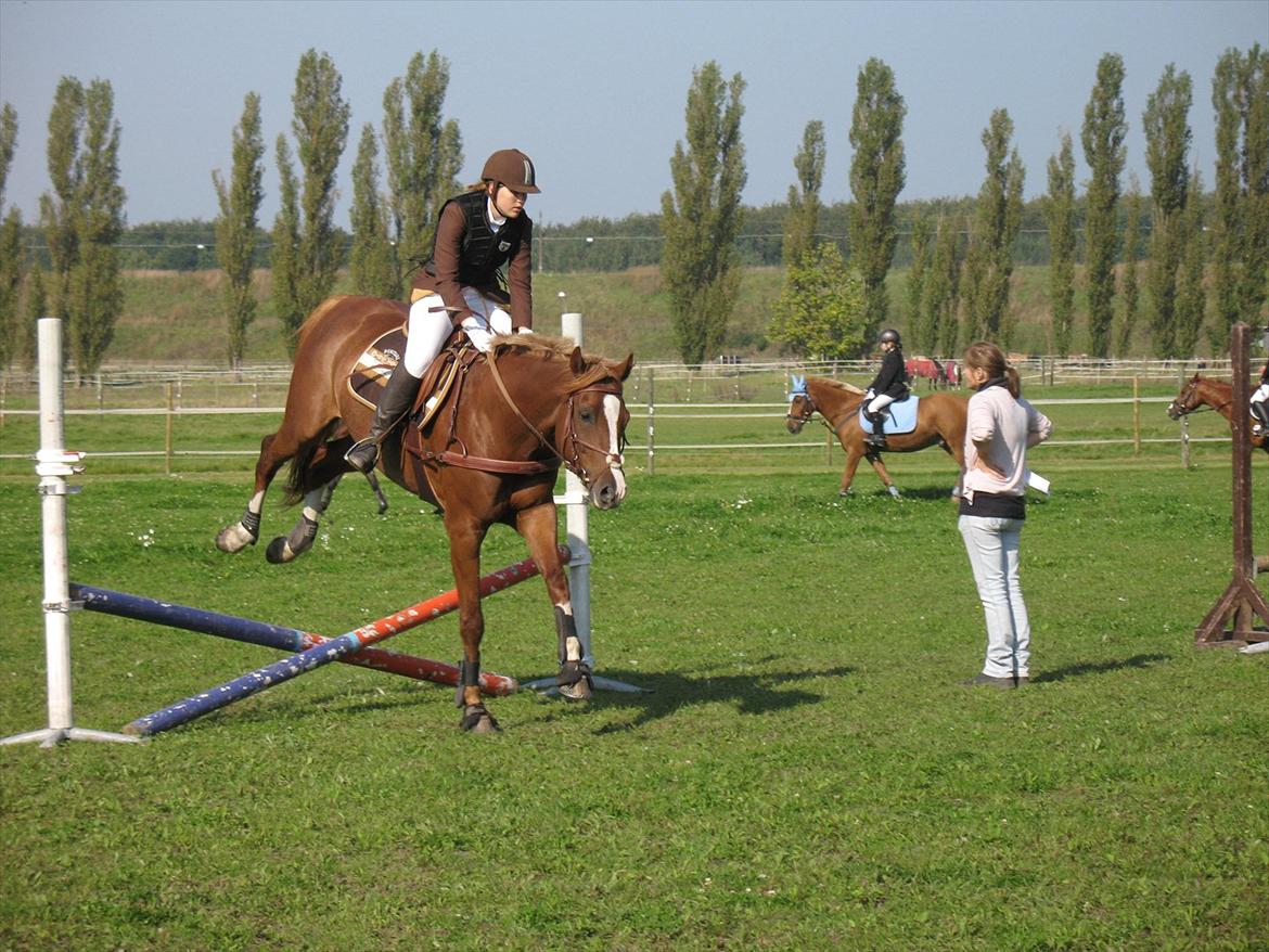 Giraffus på Stevnsbogård billede 21