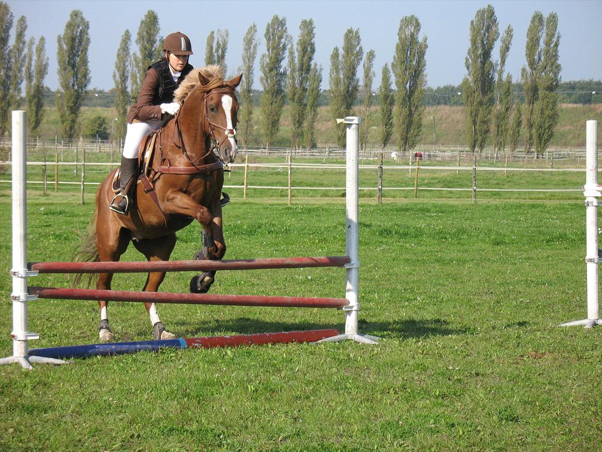 Giraffus på Stevnsbogård billede 23