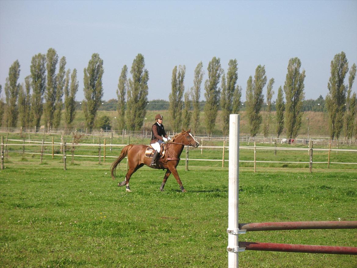 Giraffus på Stevnsbogård billede 24