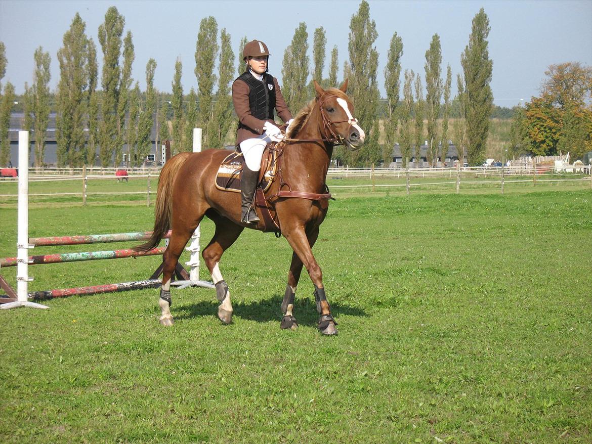 Giraffus på Stevnsbogård billede 25