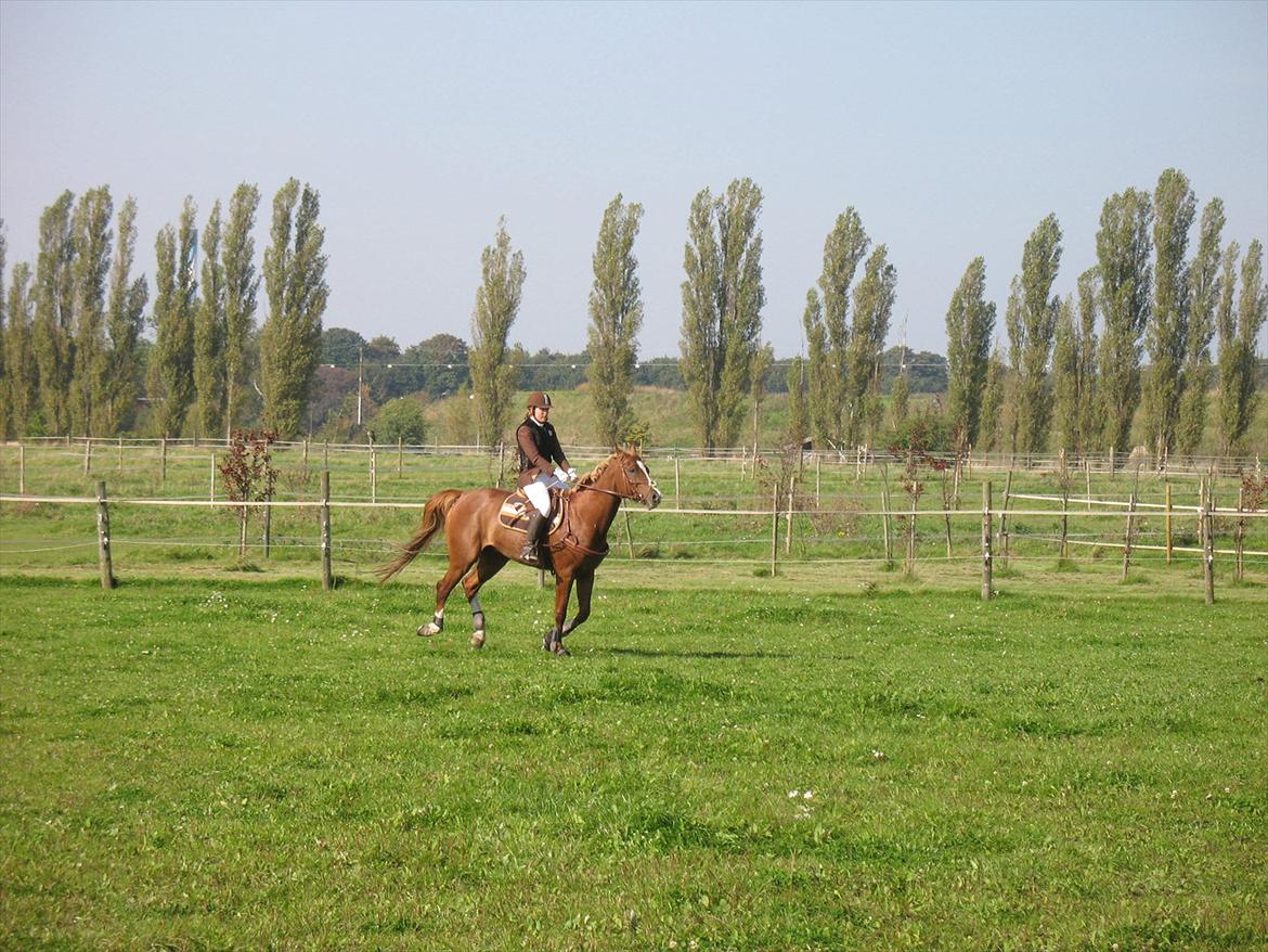Giraffus på Stevnsbogård billede 26