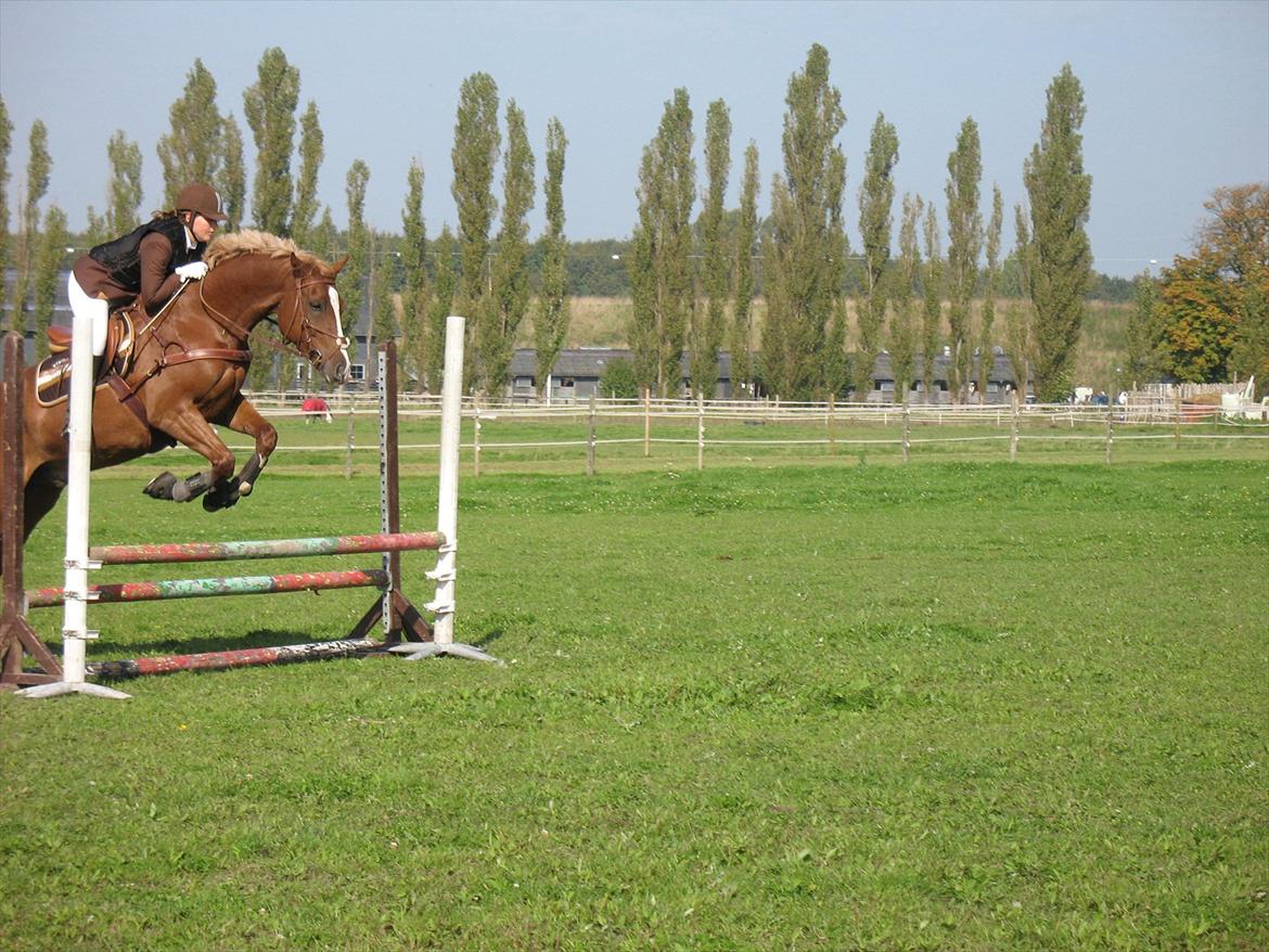 Giraffus på Stevnsbogård billede 27