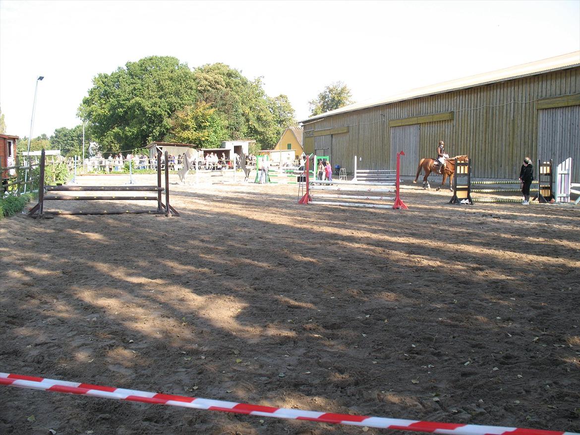 Giraffus på Stevnsbogård billede 30