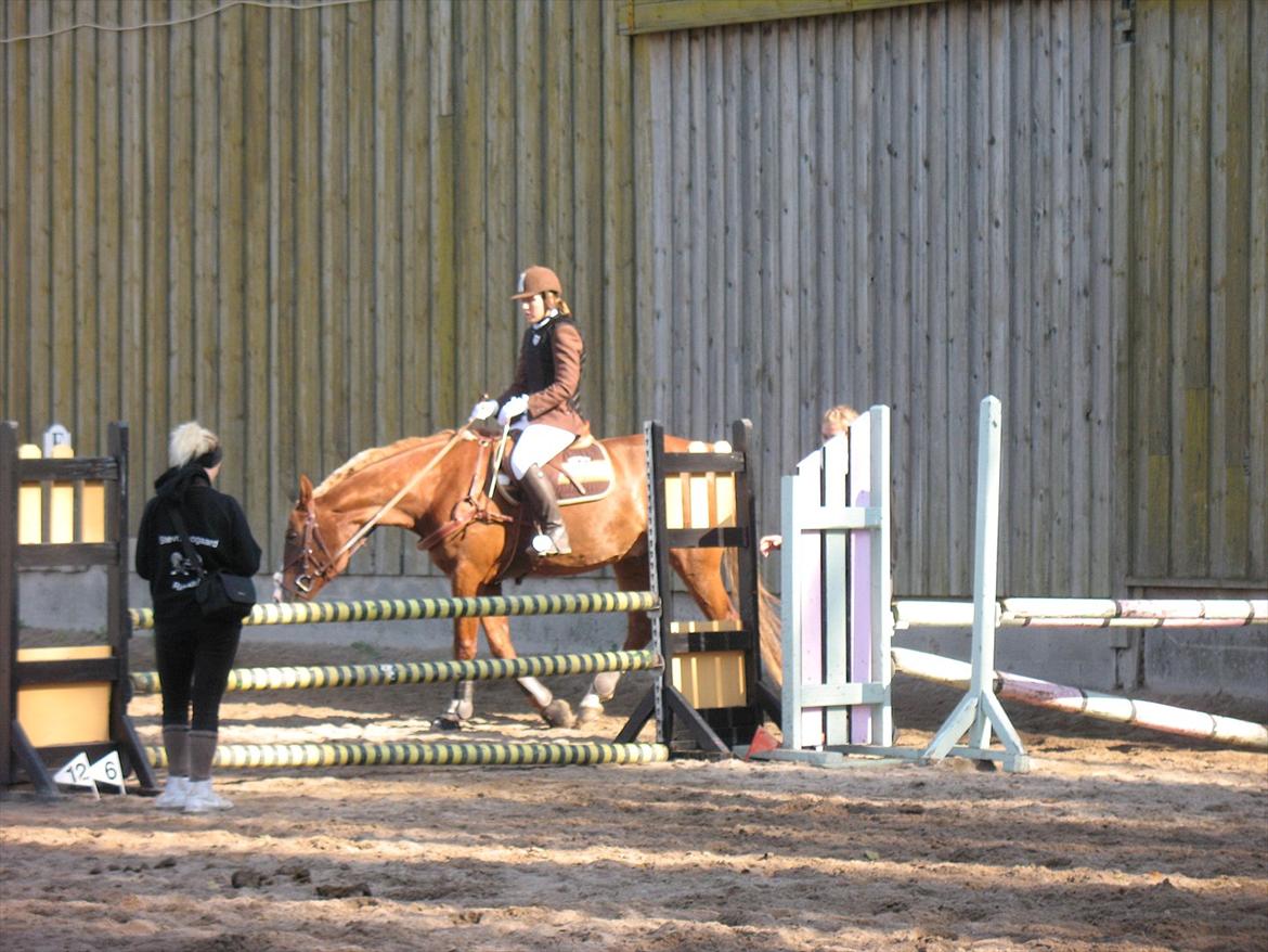 Giraffus på Stevnsbogård billede 31