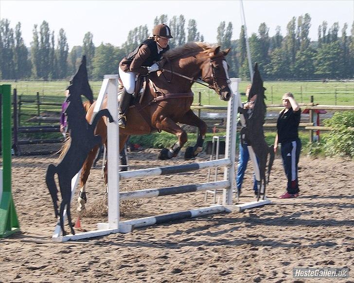 Giraffus på Stevnsbogård - Foto: Mia Sørensen billede 33