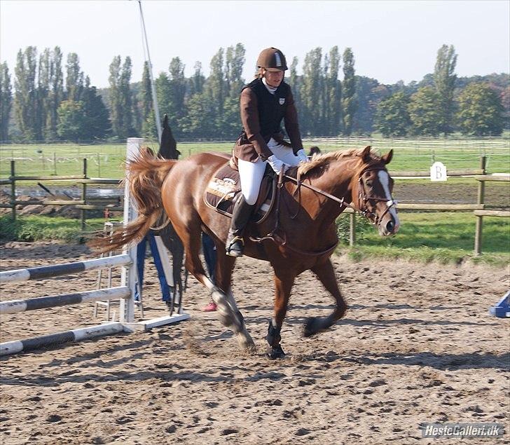 Giraffus på Stevnsbogård - Foto: Mia Sørensen billede 34
