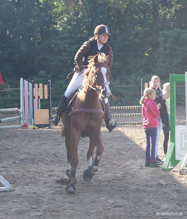 Giraffus på Stevnsbogård - Foto: Mia Sørensen billede 35