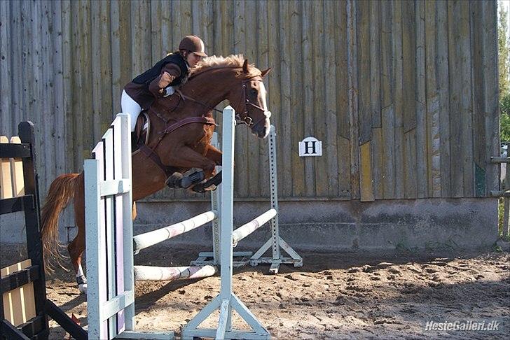 Giraffus på Stevnsbogård - Øøøøhm... Hopla???:D
Foto: Mia Sørensen billede 36