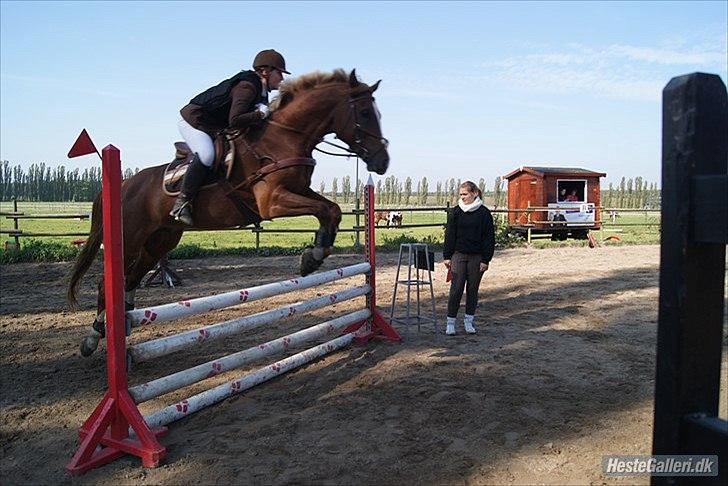 Giraffus på Stevnsbogård - Foto: Mia Sørensen billede 37