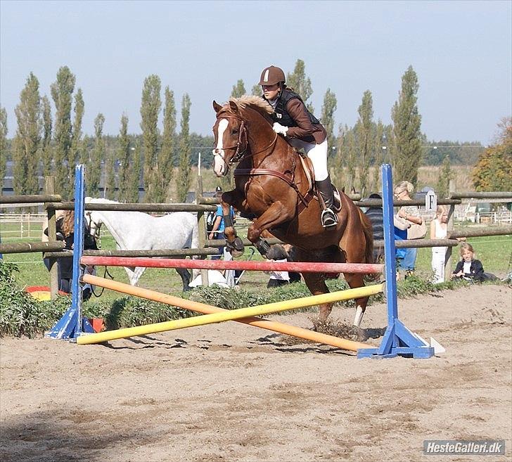Giraffus på Stevnsbogård - Foto: Mia Sørensen billede 38