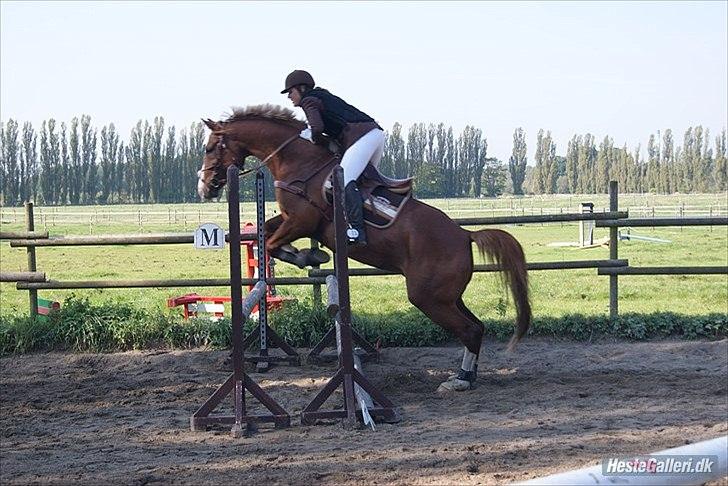 Giraffus på Stevnsbogård - Foto: Mia Sørensen billede 39