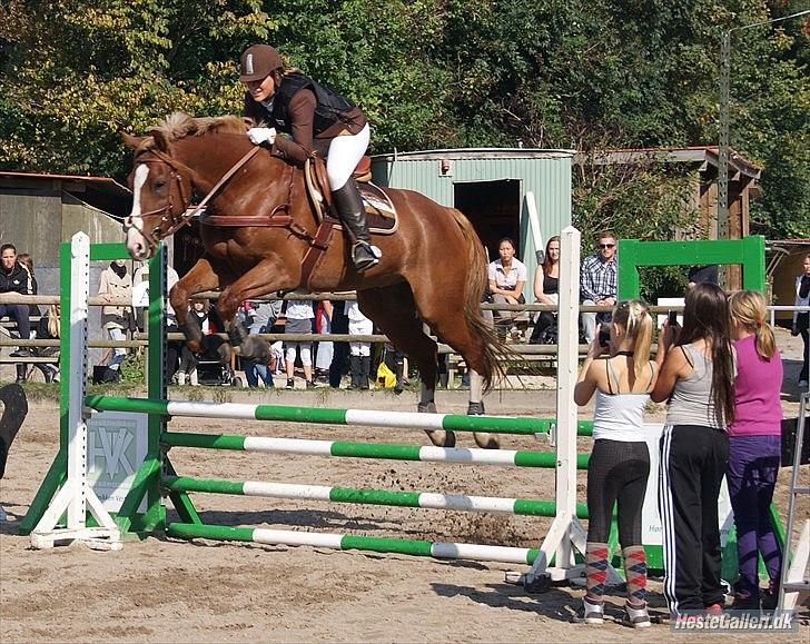 Giraffus på Stevnsbogård - Foto: Mia Sørensen billede 40