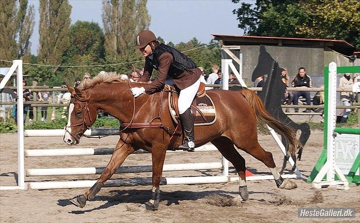 Giraffus på Stevnsbogård - Foto: Mia Sørensen billede 41