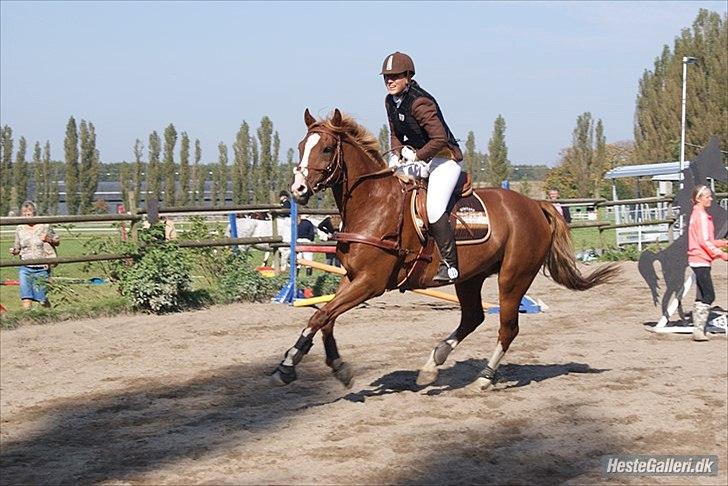 Giraffus på Stevnsbogård - Foto: Mia Sørensen billede 42