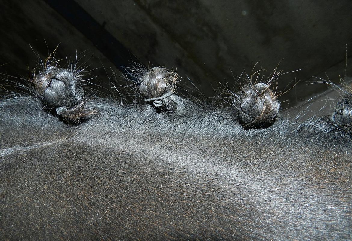 Stævne i Roager Rideklub d. 24/9 2011 billede 86