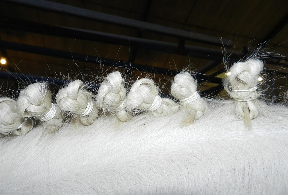 Stævne i Roager Rideklub d. 24/9 2011 billede 87